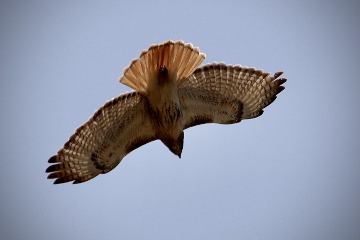 Red-tailed Hawk - ML580369921