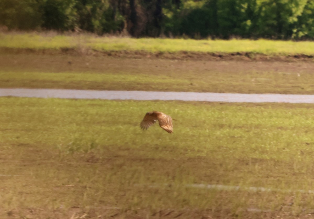 Red-shouldered Hawk - Sarah Morris