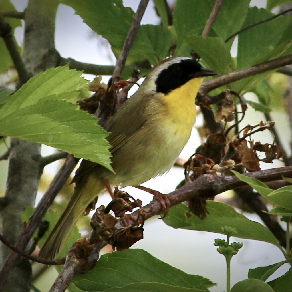 Common Yellowthroat - ML580370301