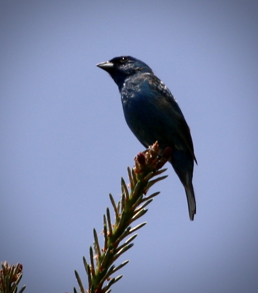 Indigo Bunting - ML580370371