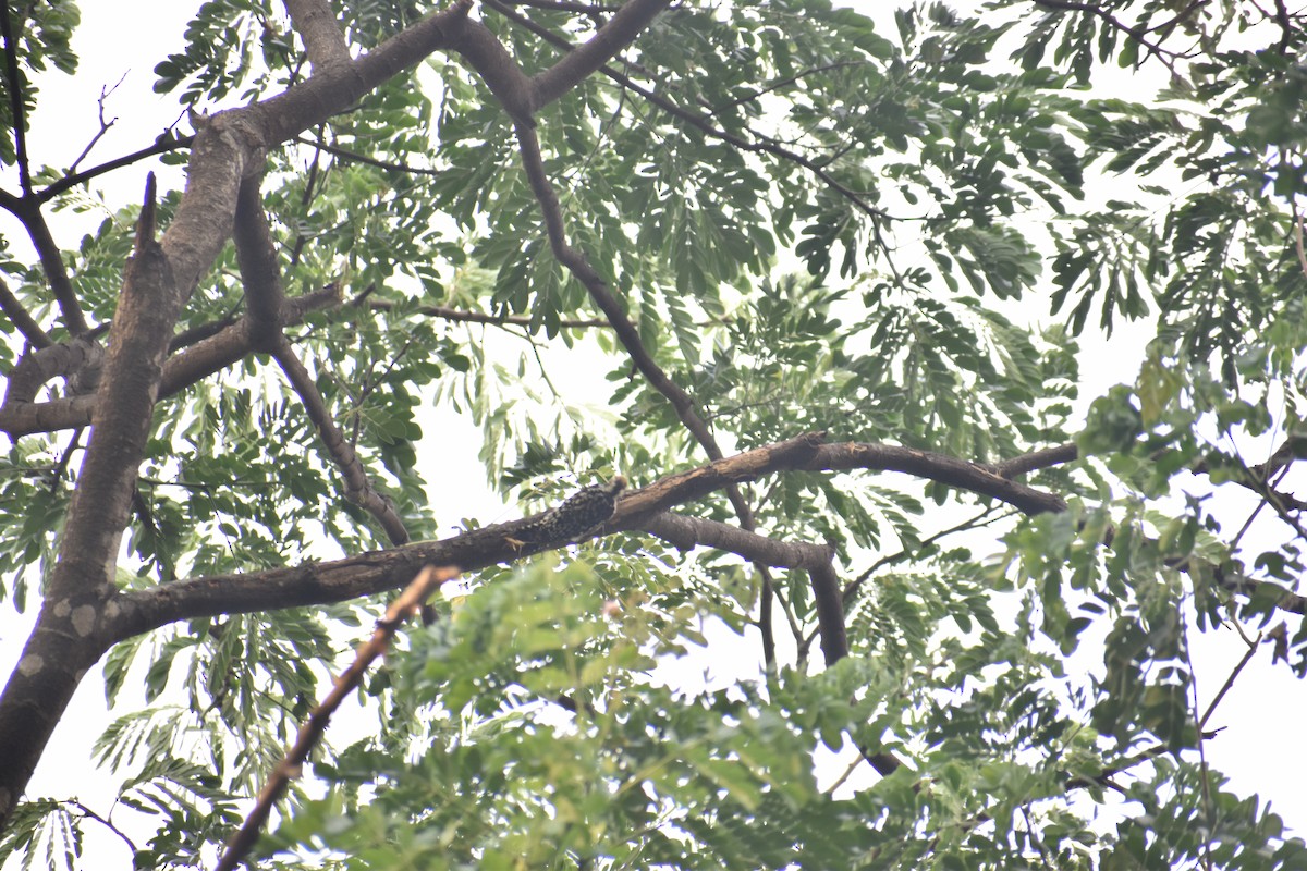 Yellow-crowned Woodpecker - Azhar Muhammed