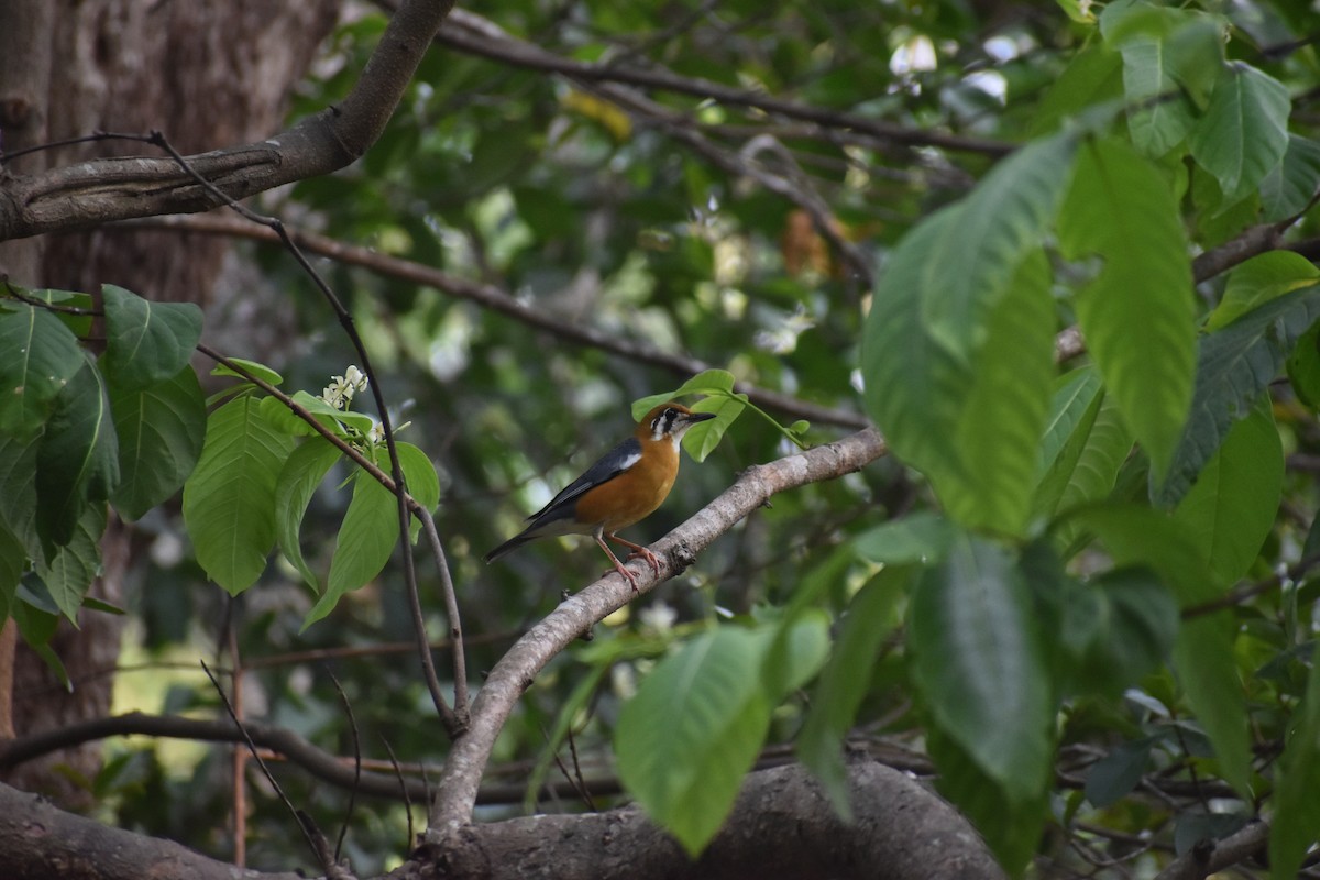 Orange-headed Thrush - Azhar Muhammed