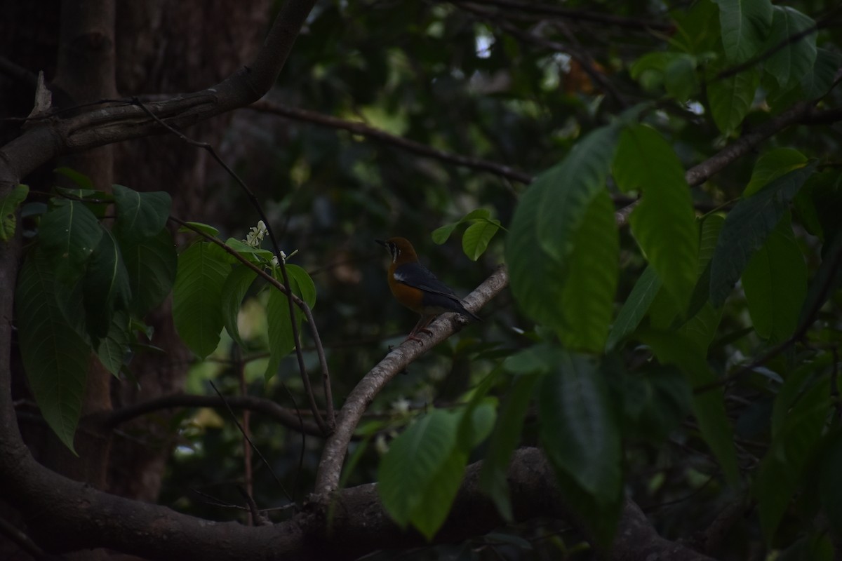 Orange-headed Thrush - Azhar Muhammed