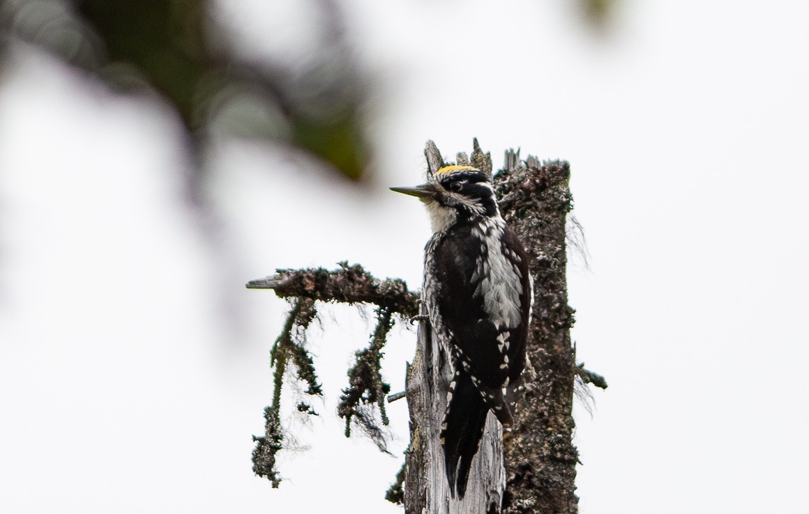 Eurasian Three-toed Woodpecker (Eurasian) - ML580371181