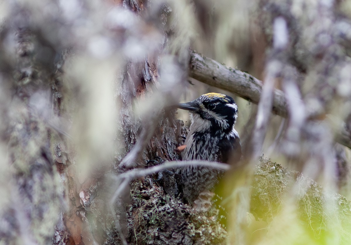 Eurasian Three-toed Woodpecker (Eurasian) - ML580371201