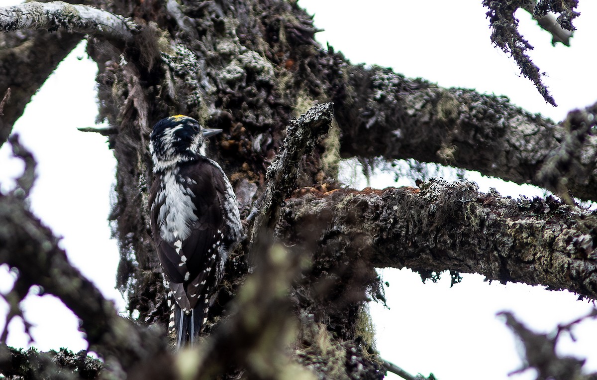 Eurasian Three-toed Woodpecker (Eurasian) - Chris Jones