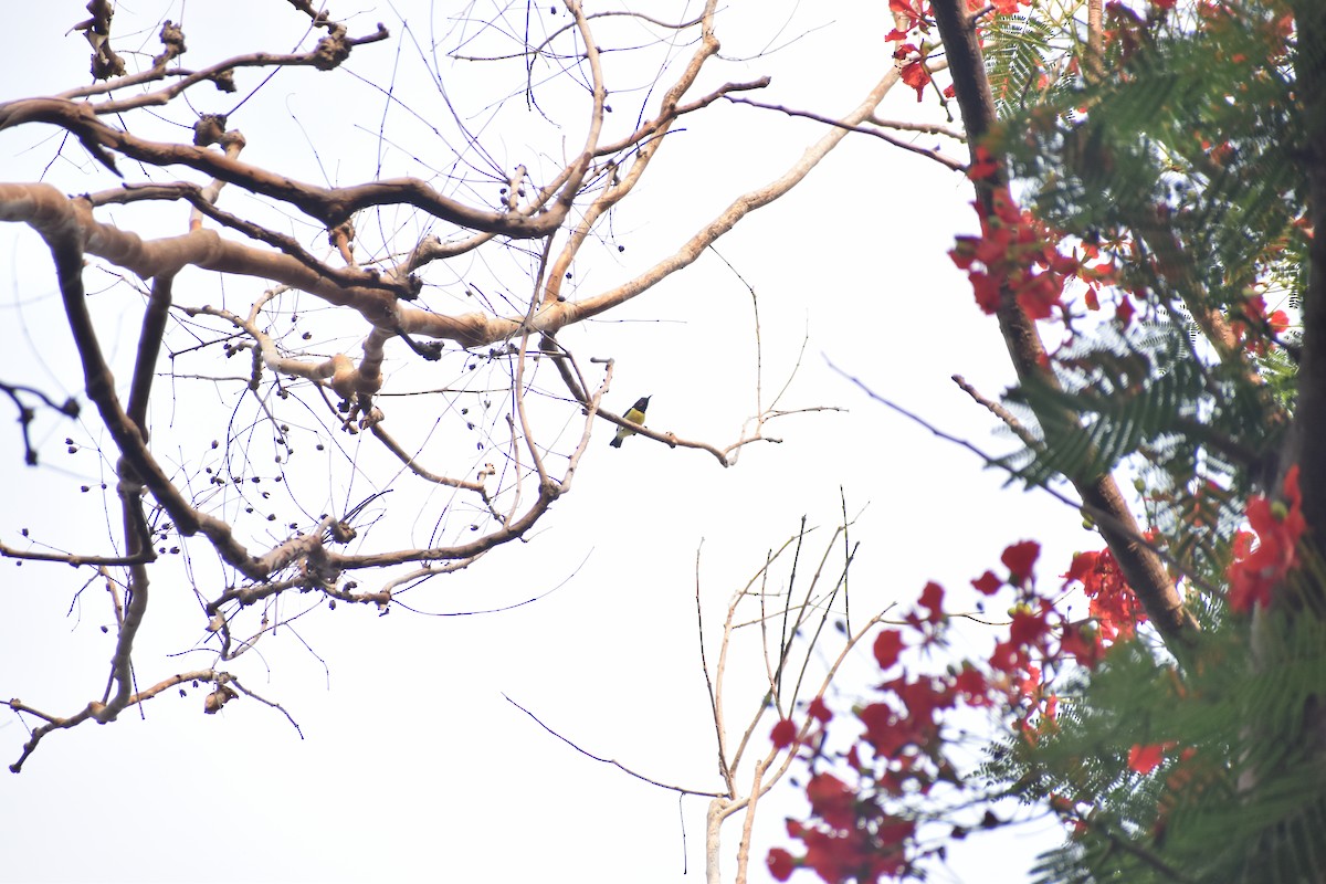 Purple-rumped Sunbird - Azhar Muhammed