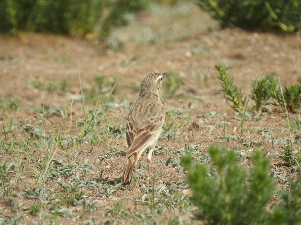 Tawny Pipit - ML580371671