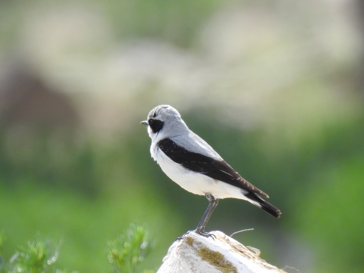 Northern Wheatear - ML580371791