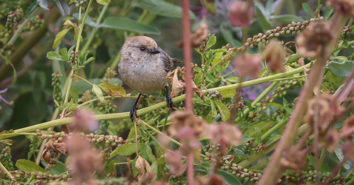 Bushtit - ML580371951