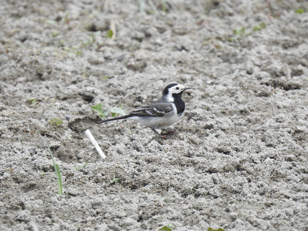 White Wagtail - ML580372041