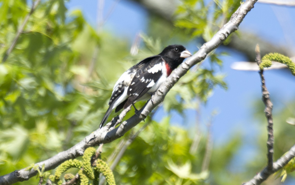 Rose-breasted Grosbeak - ML58037211