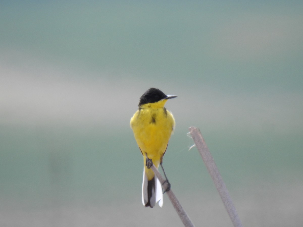 Western Yellow Wagtail - ML580372341