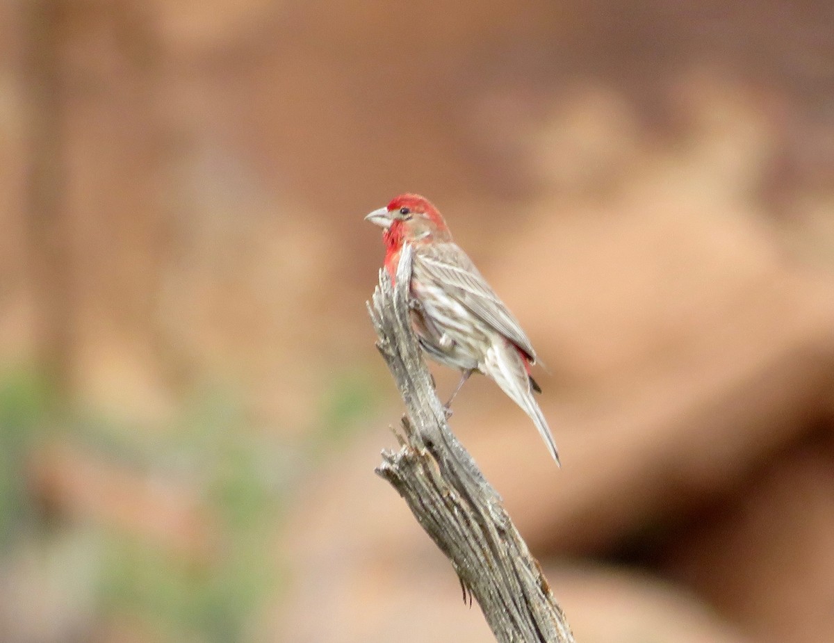 House Finch - ML580373131