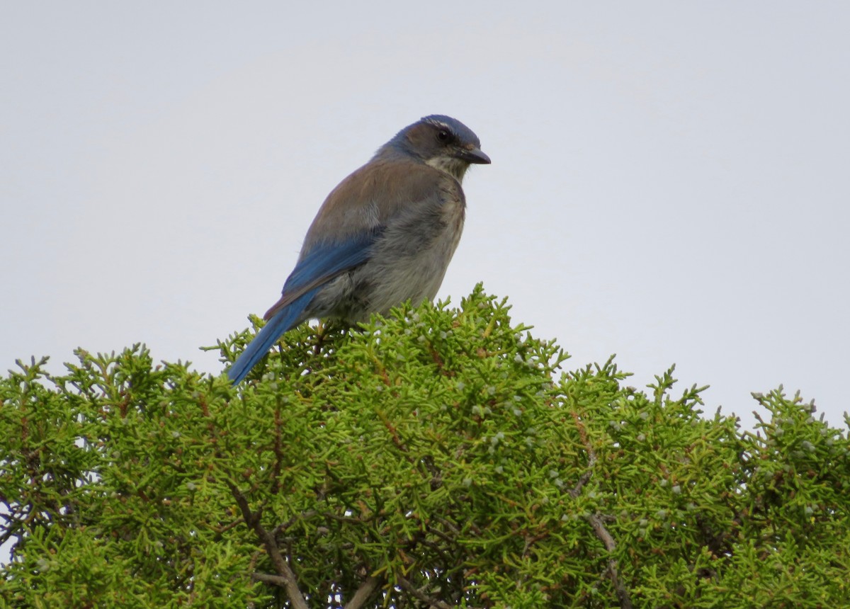 Woodhouse's Scrub-Jay - ML580373141