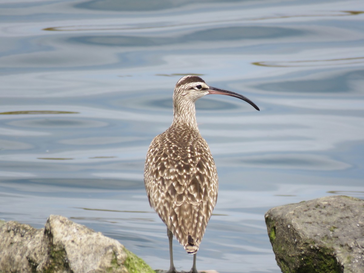 Whimbrel - Michael Long