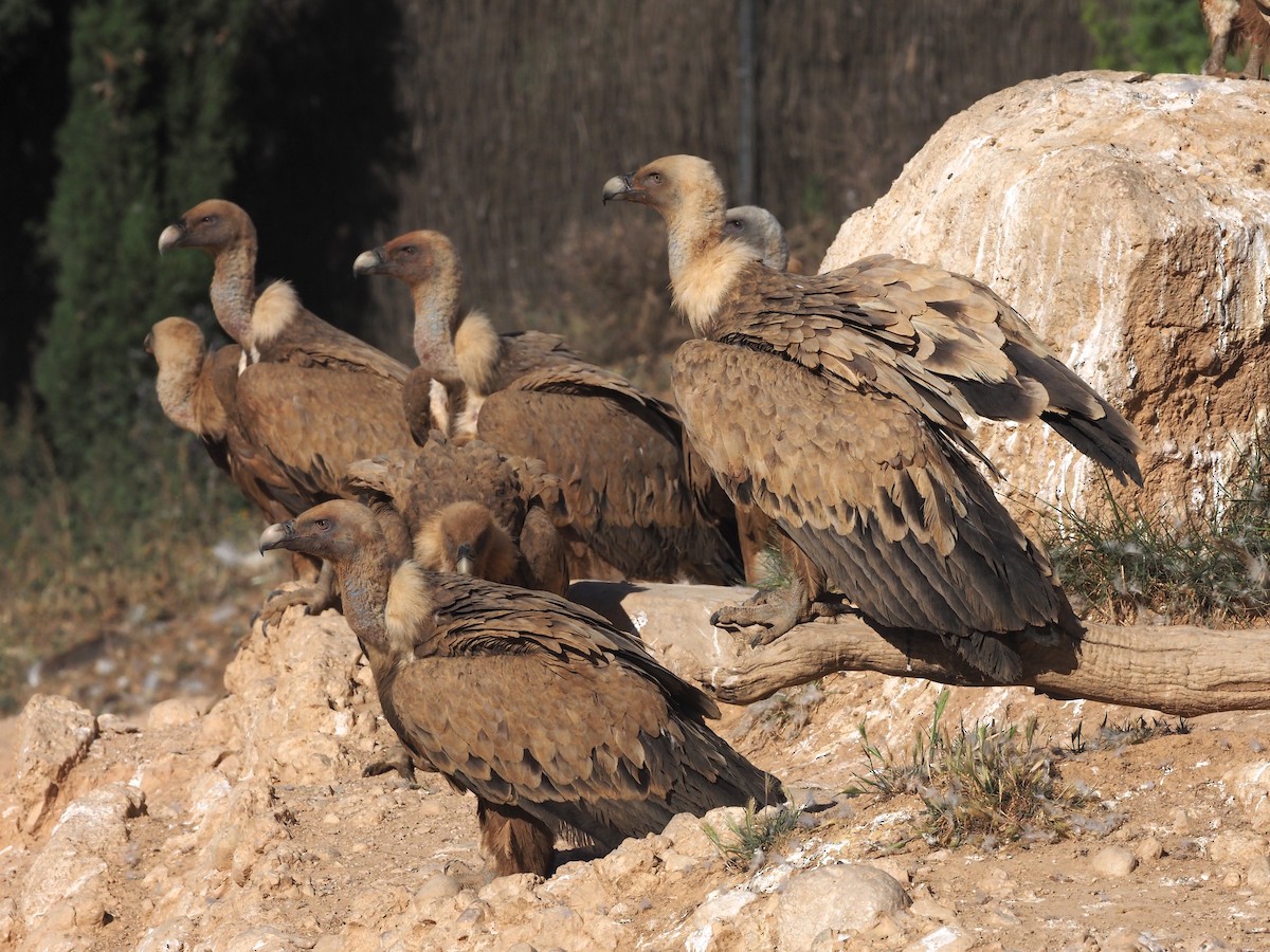 Eurasian Griffon - Rosario Douglas