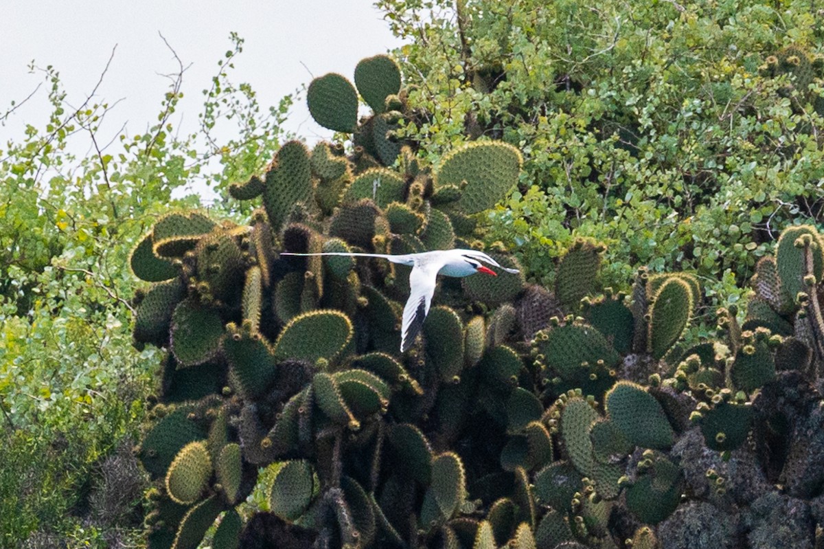 Red-billed Tropicbird - ML580374041