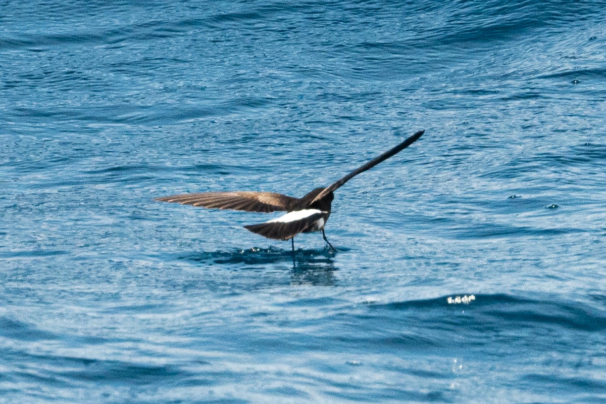 Elliot's Storm-Petrel - ML580374191