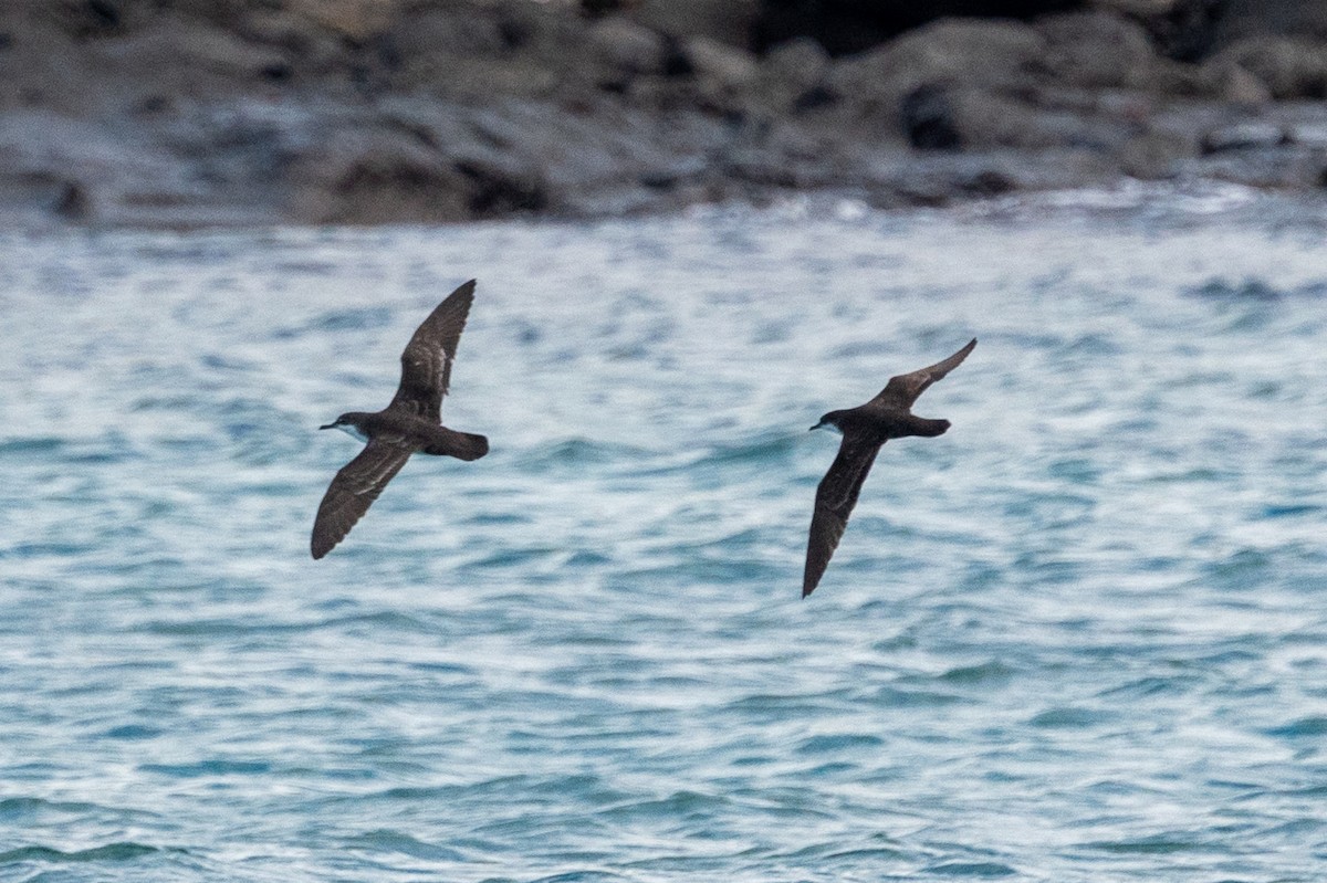 Galapagos Shearwater - ML580374261