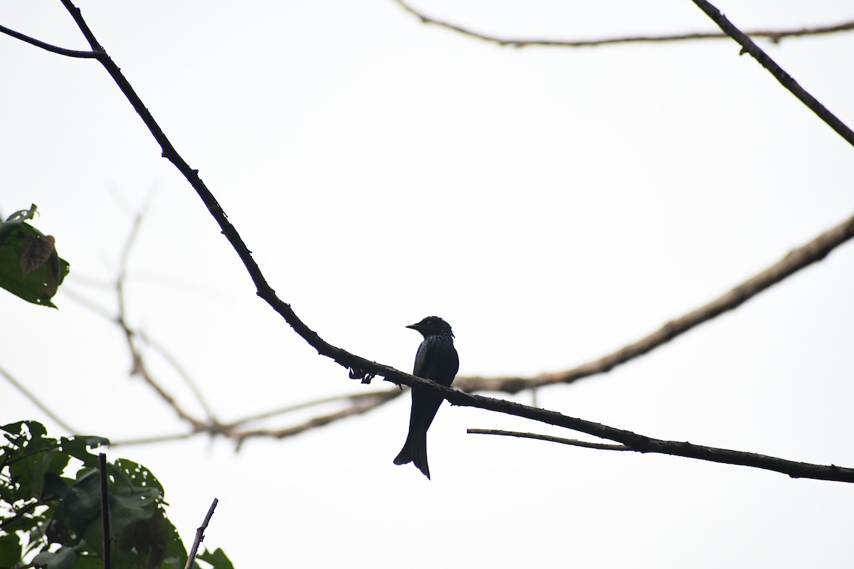 Bronzed Drongo - Harinandan S