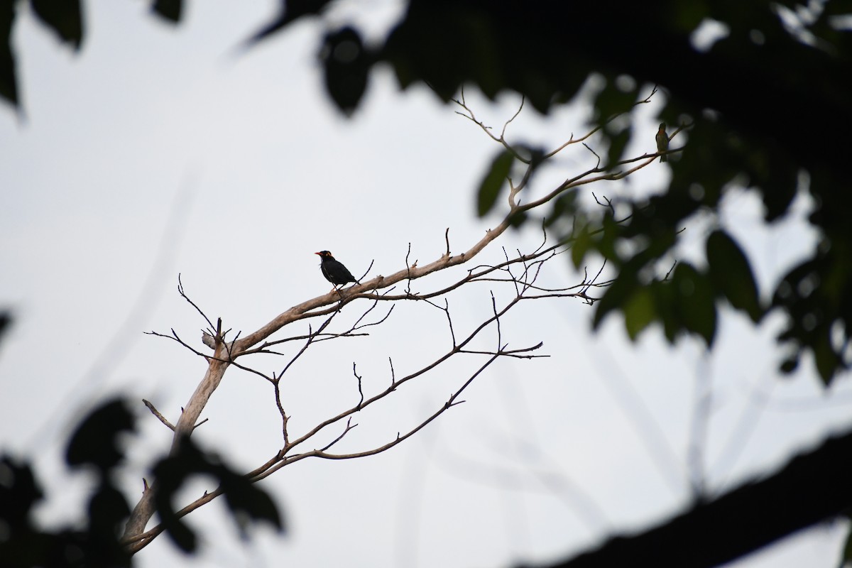 Southern Hill Myna - Harinandan S