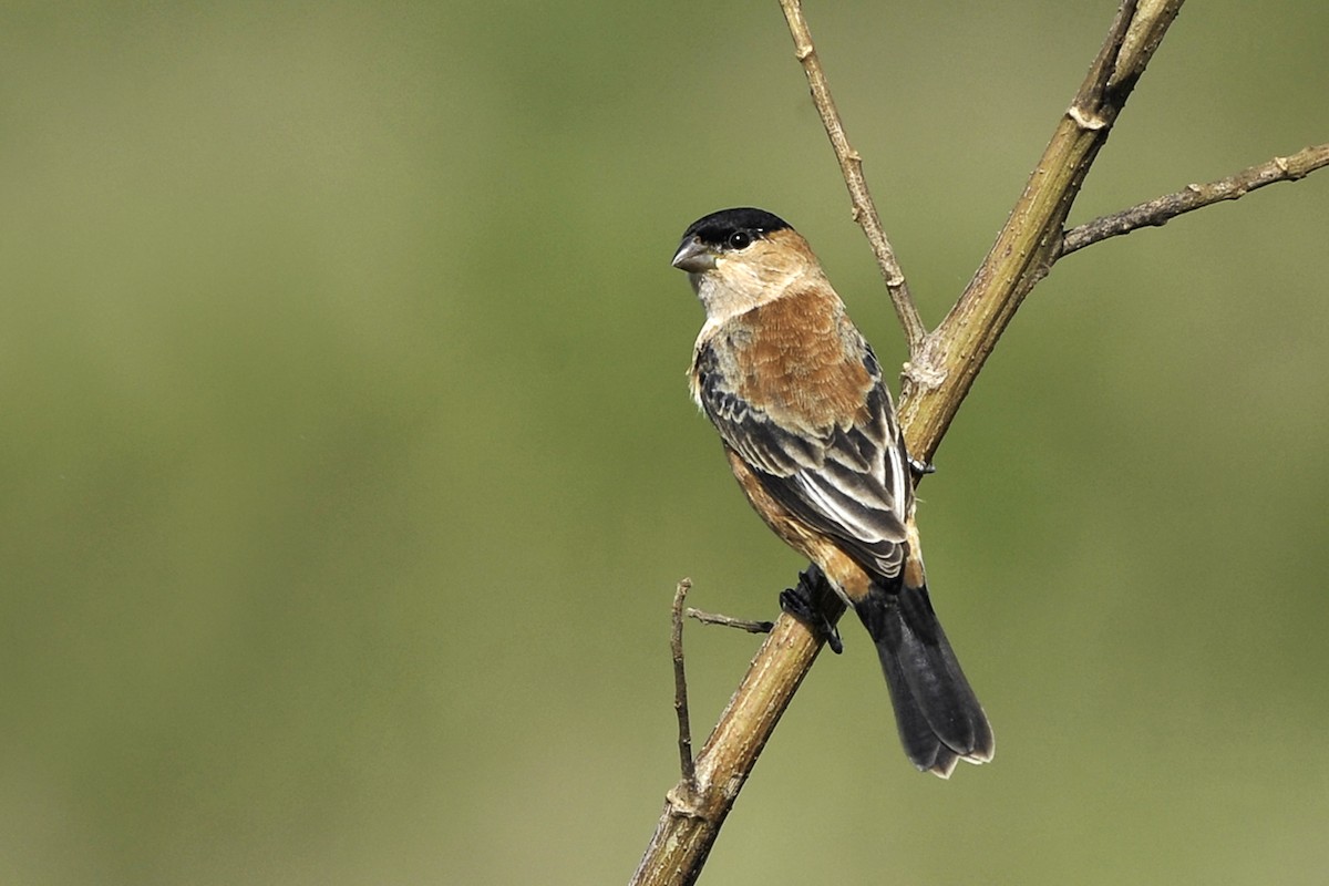 Copper Seedeater - ML580375751