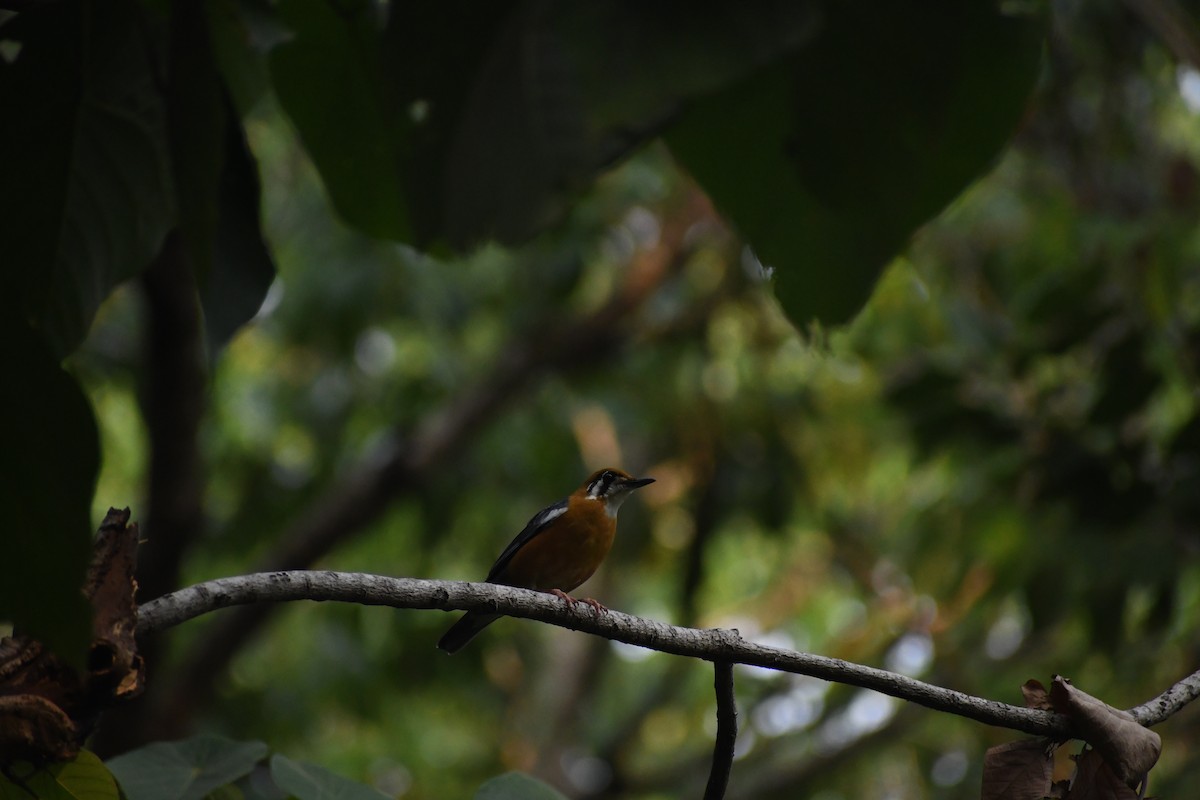 Orange-headed Thrush - Harinandan S