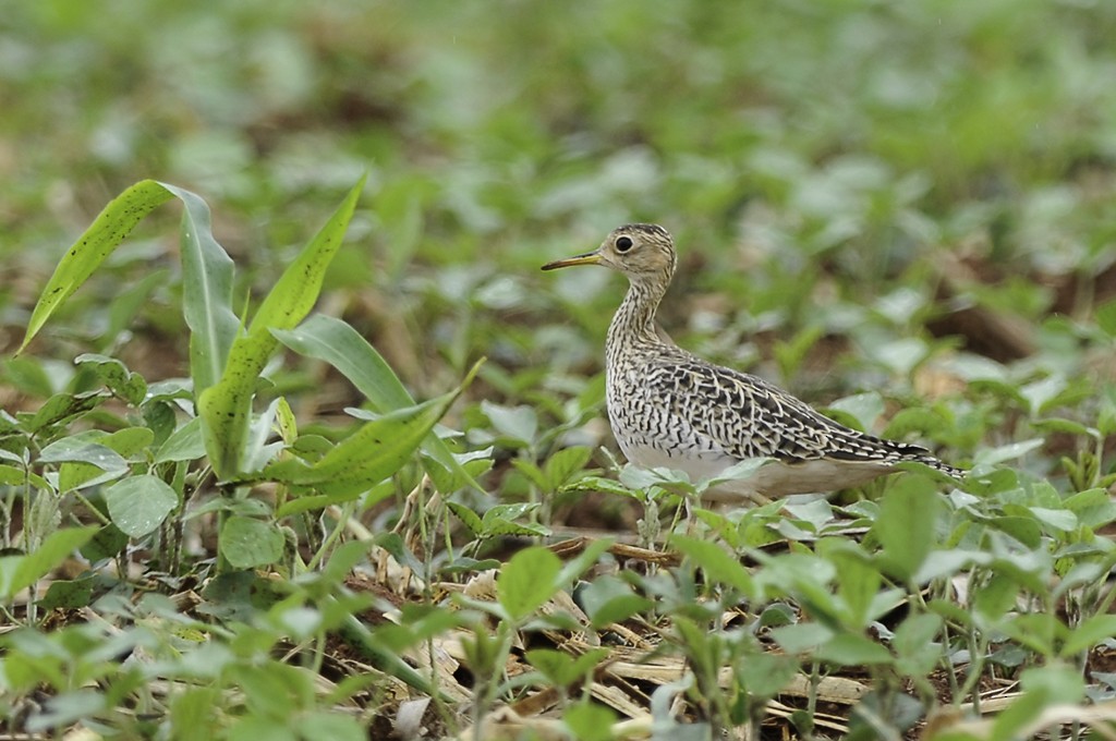 Upland Sandpiper - ML580375911