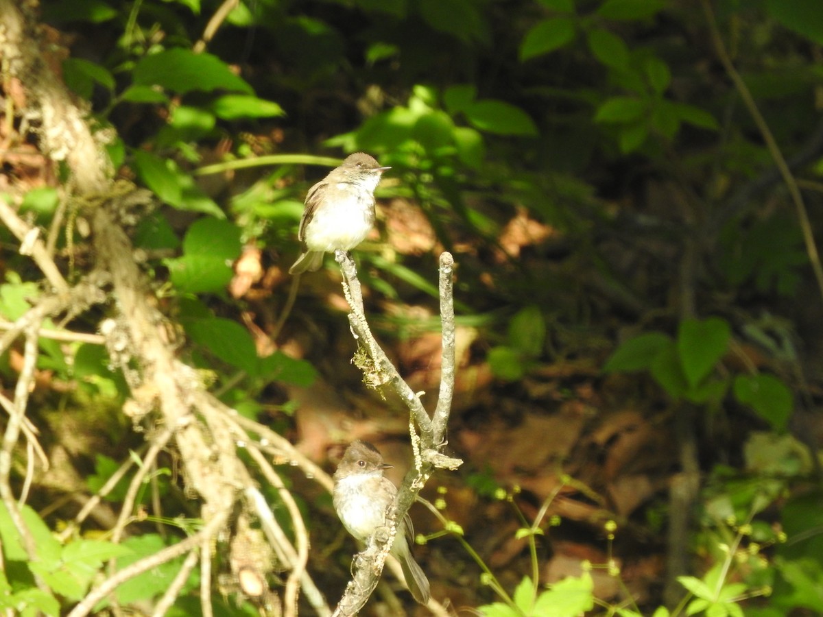 Eastern Phoebe - ML580378011