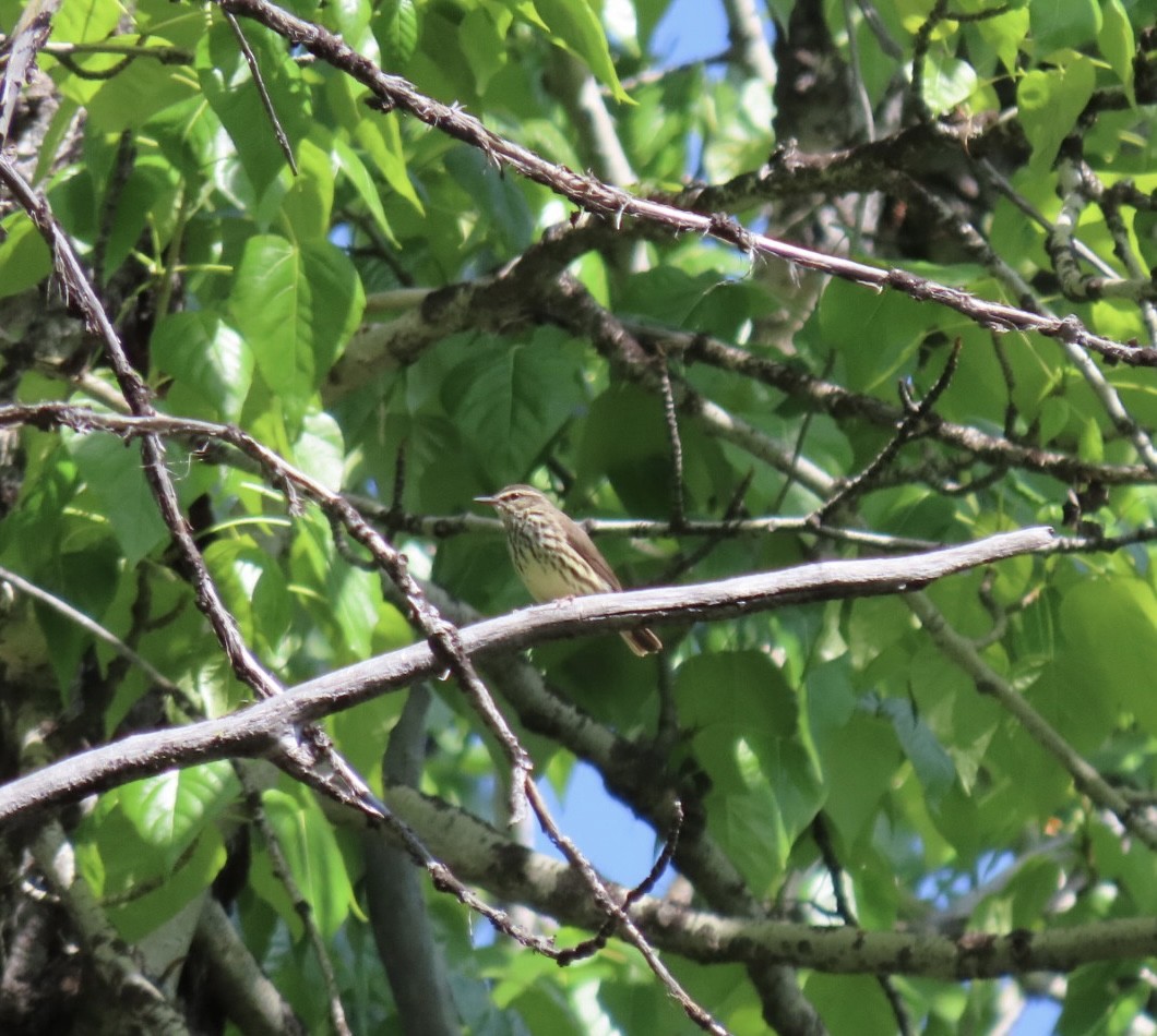 Northern Waterthrush - ML580378331