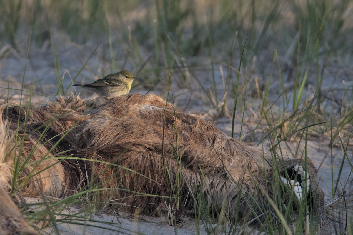 Blackpoll Warbler - ML580379781
