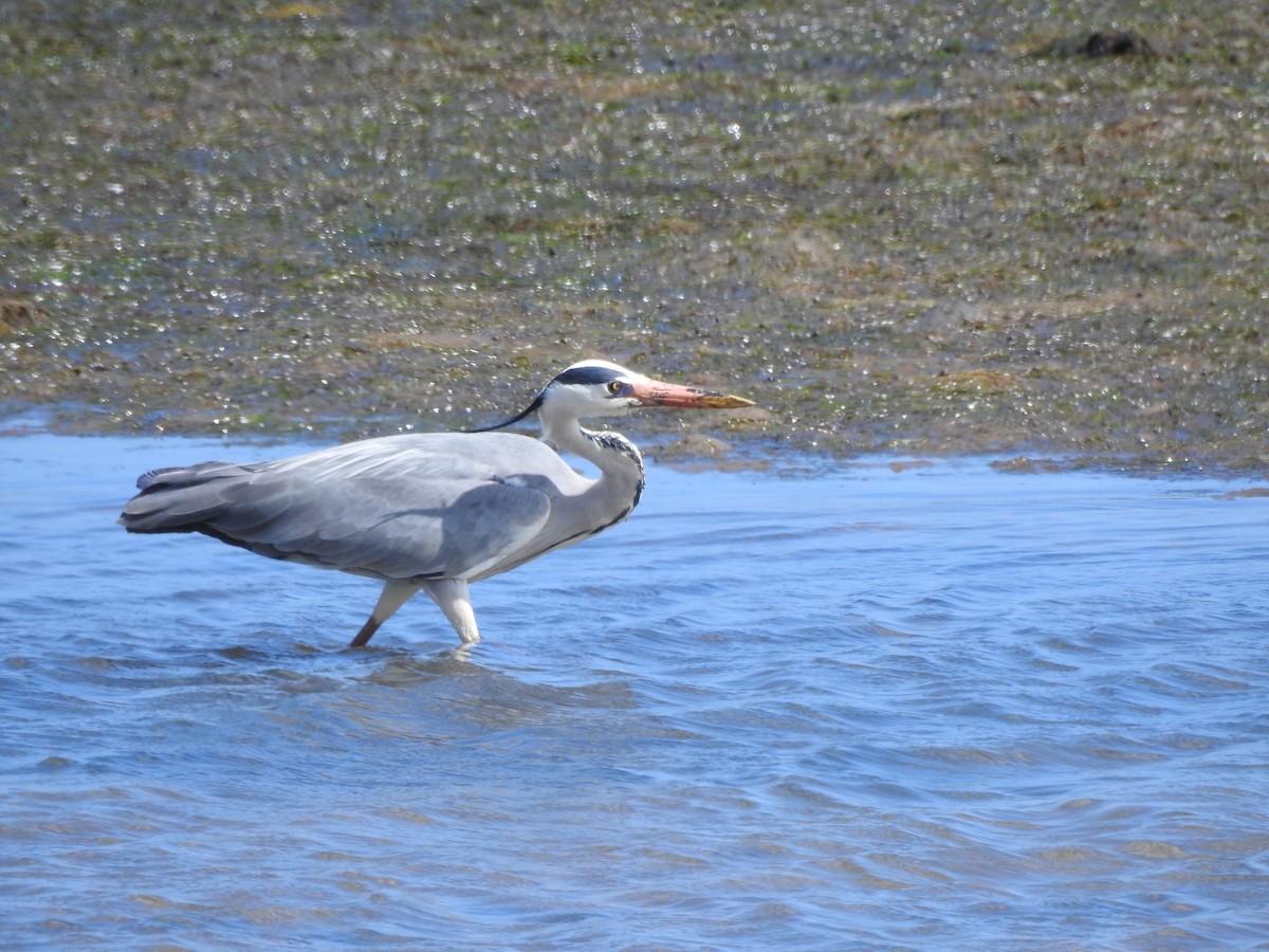 Gray Heron - Claudia Vazquez