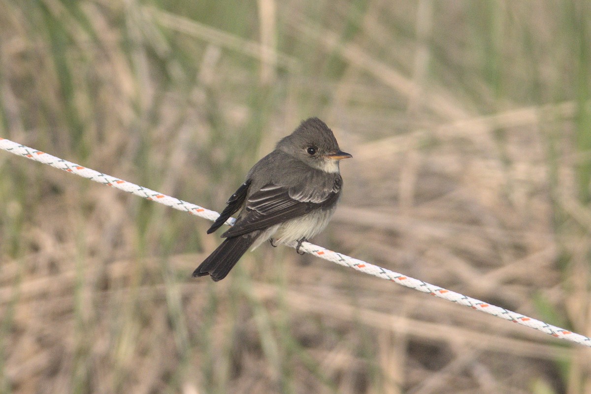 Eastern Wood-Pewee - ML580380121