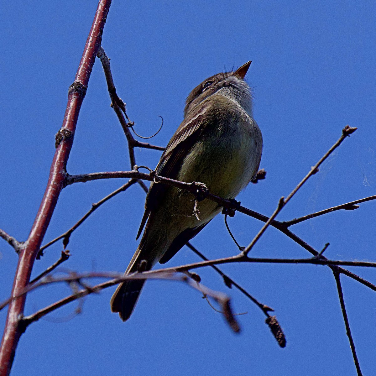 Least Flycatcher - Rob Worona