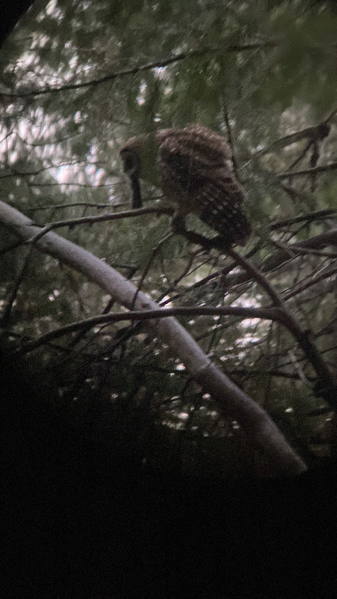 Spotted Owl (California) - Lucas Corneliussen