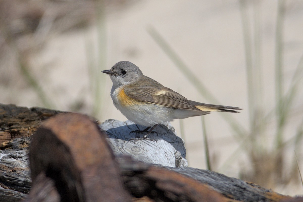 American Redstart - ML580381511