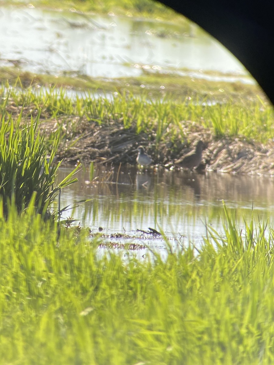 Short-billed Dowitcher - Lucas Corneliussen