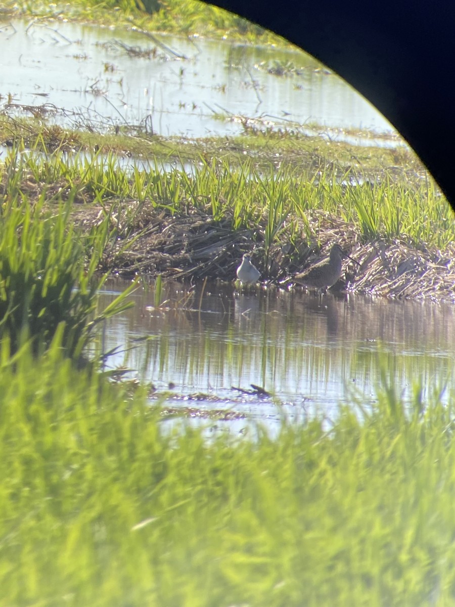 Short-billed Dowitcher - Lucas Corneliussen