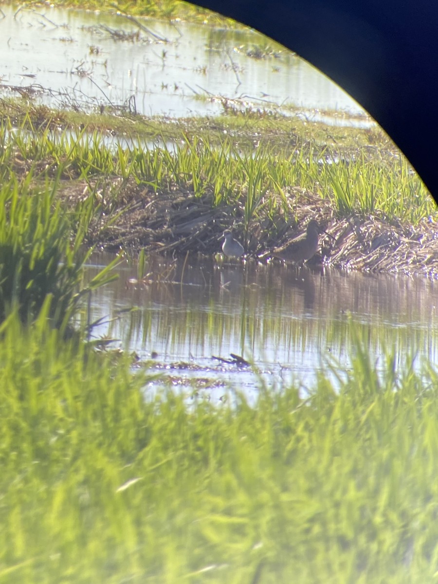 Short-billed Dowitcher - Lucas Corneliussen