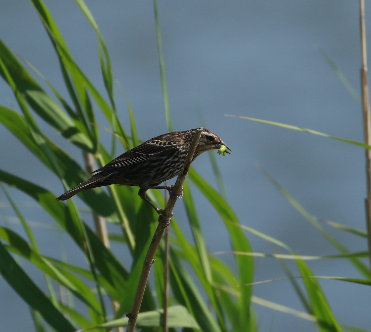 Red-winged Blackbird - Michele Butts