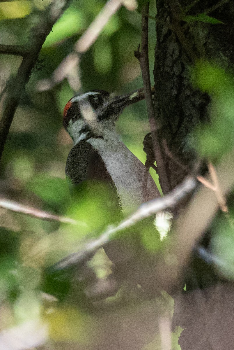 Hairy Woodpecker - ML580382401