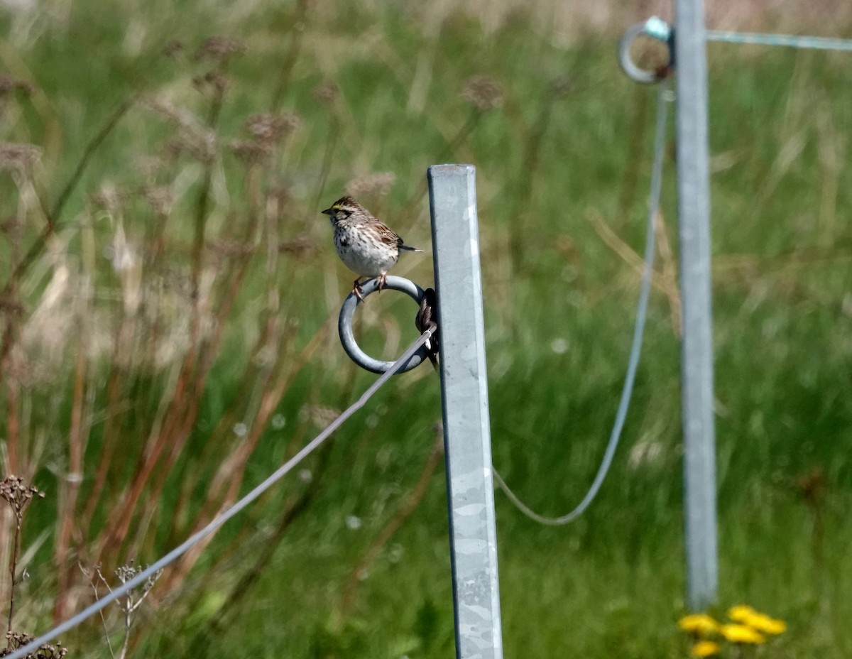 Savannah Sparrow - ML580382541