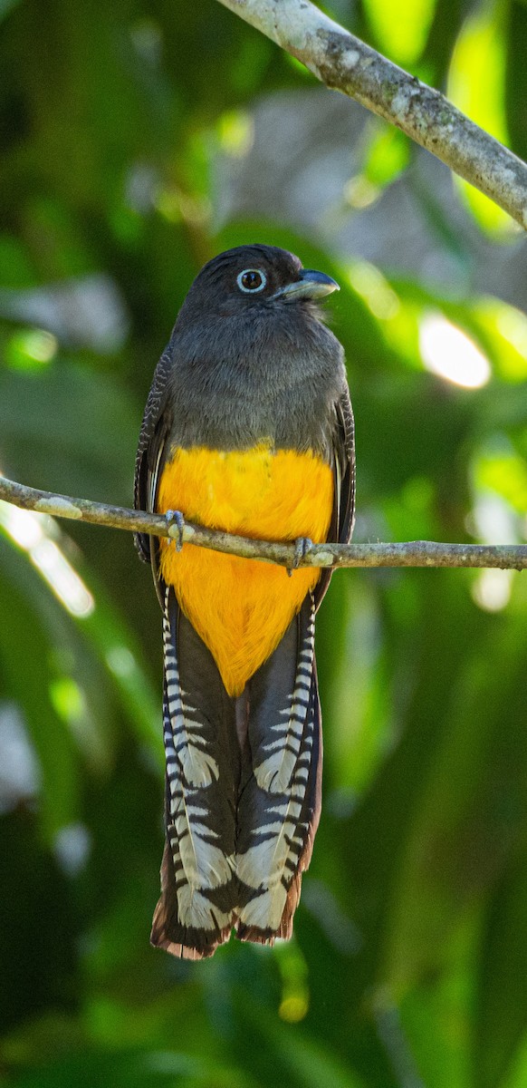 Green-backed Trogon - ML580383161