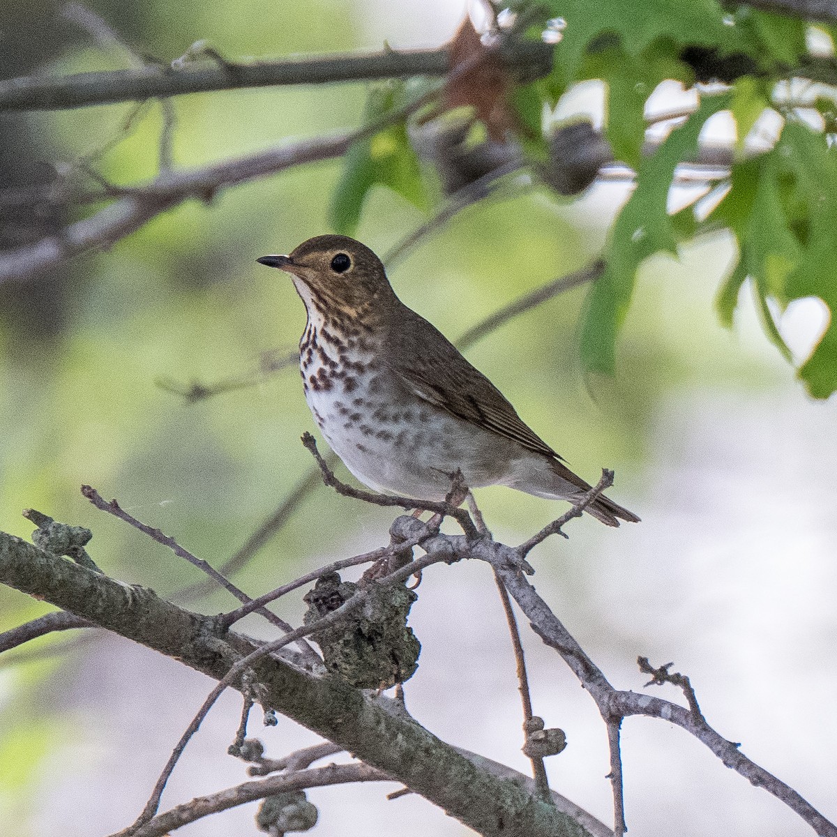 Grive à dos olive - ML580383471