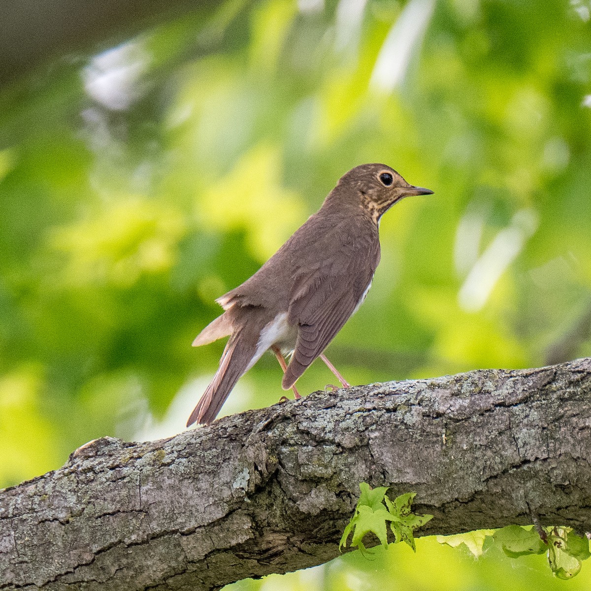 Grive à dos olive - ML580383481