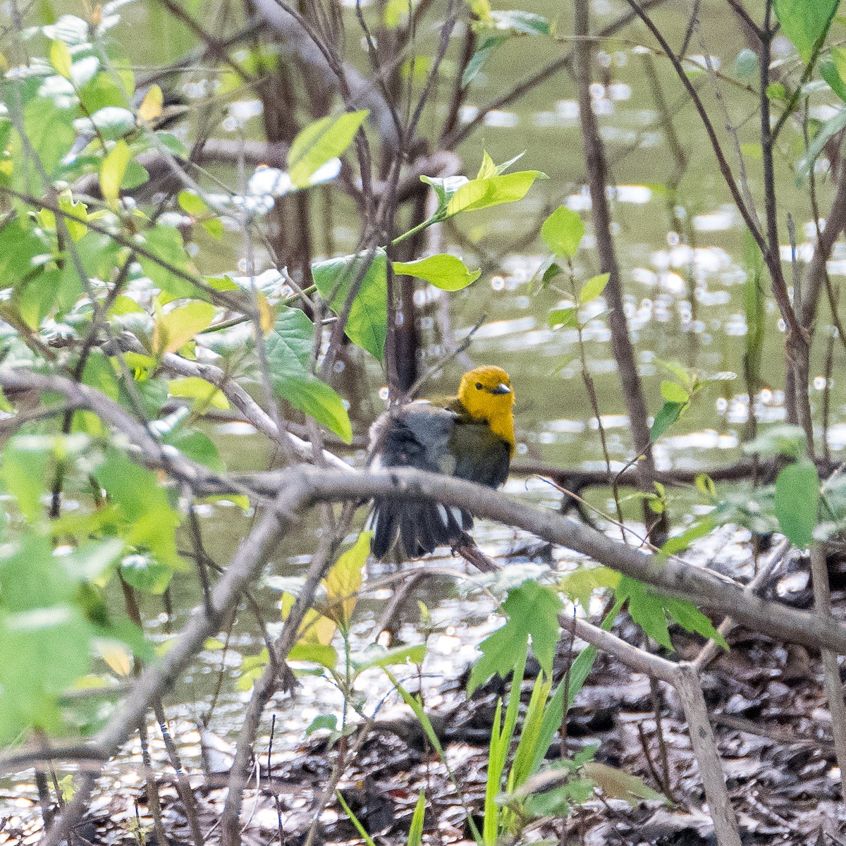 Paruline orangée - ML580383541