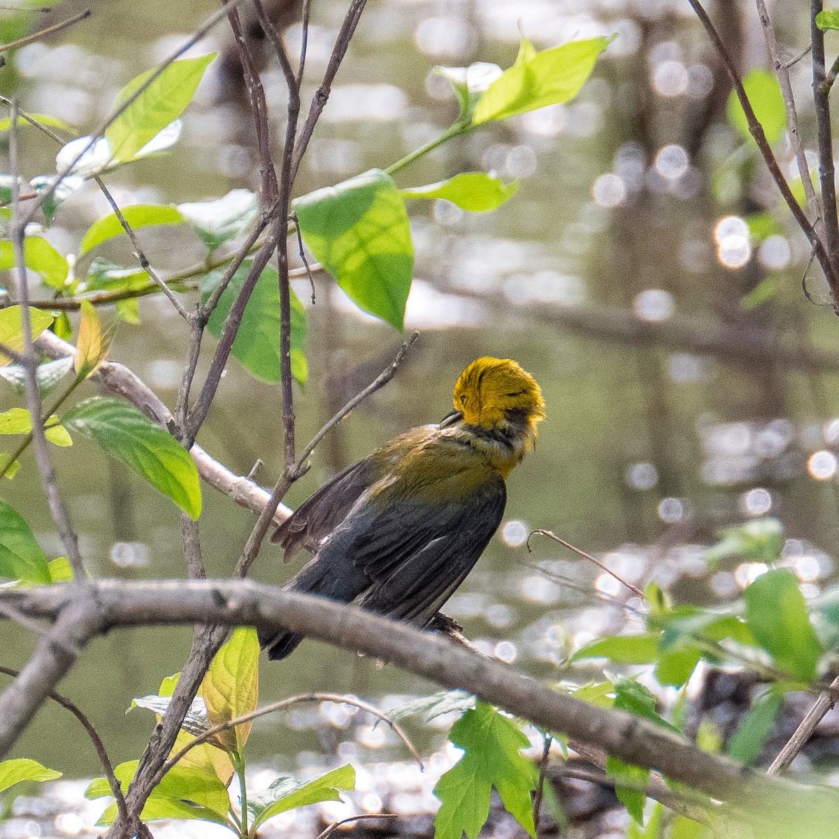 Paruline orangée - ML580383551