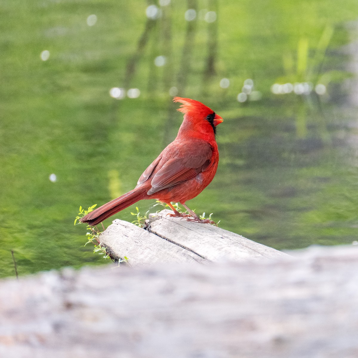 Cardinal rouge - ML580383571