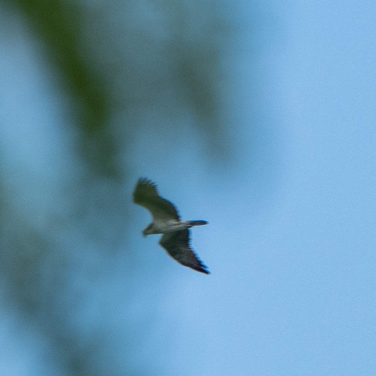 Balbuzard pêcheur - ML580384411